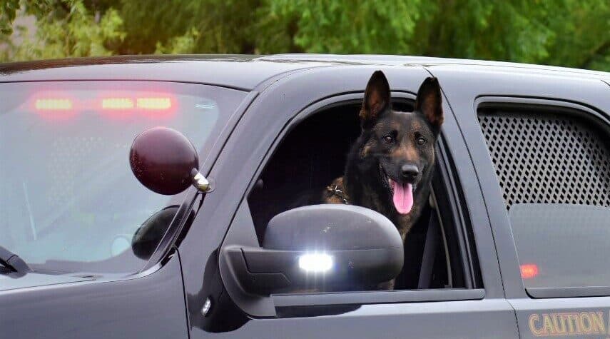 K-9 Marco in Sheriff's Vehicle